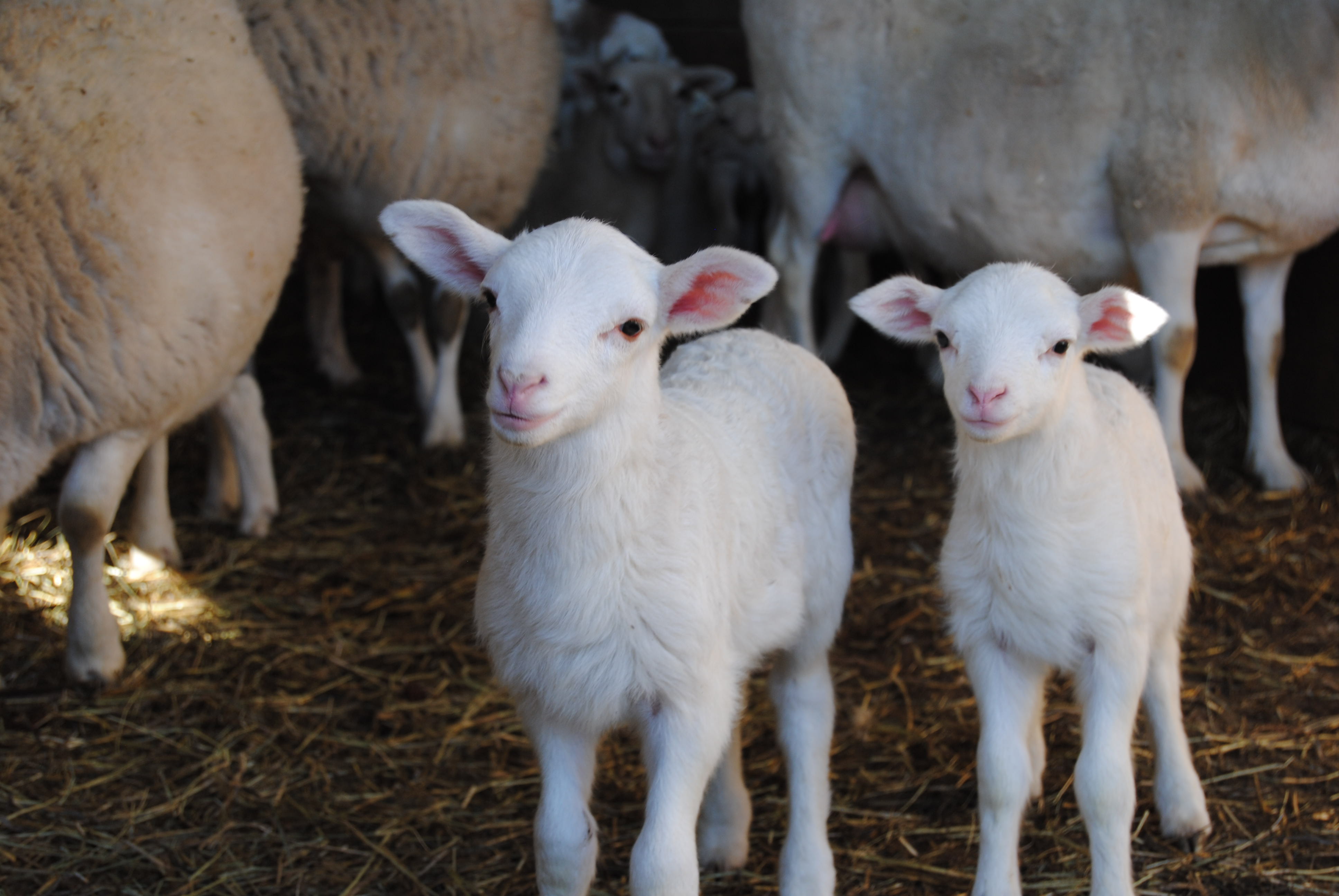 Two lambs in a pen with sheep.
