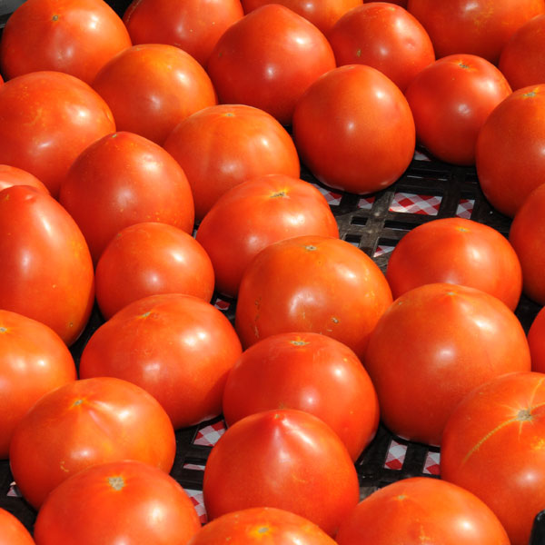 Tomatoes Photo courtesy K-State Research and Extension