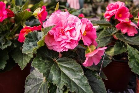 Tuberous begonia flowers