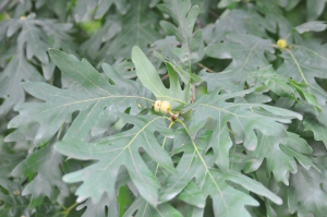 Oak foliage