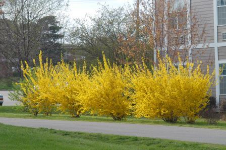 Forsythia shrubs in bloom