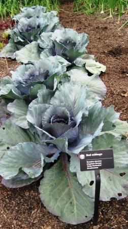 Red Cabbage