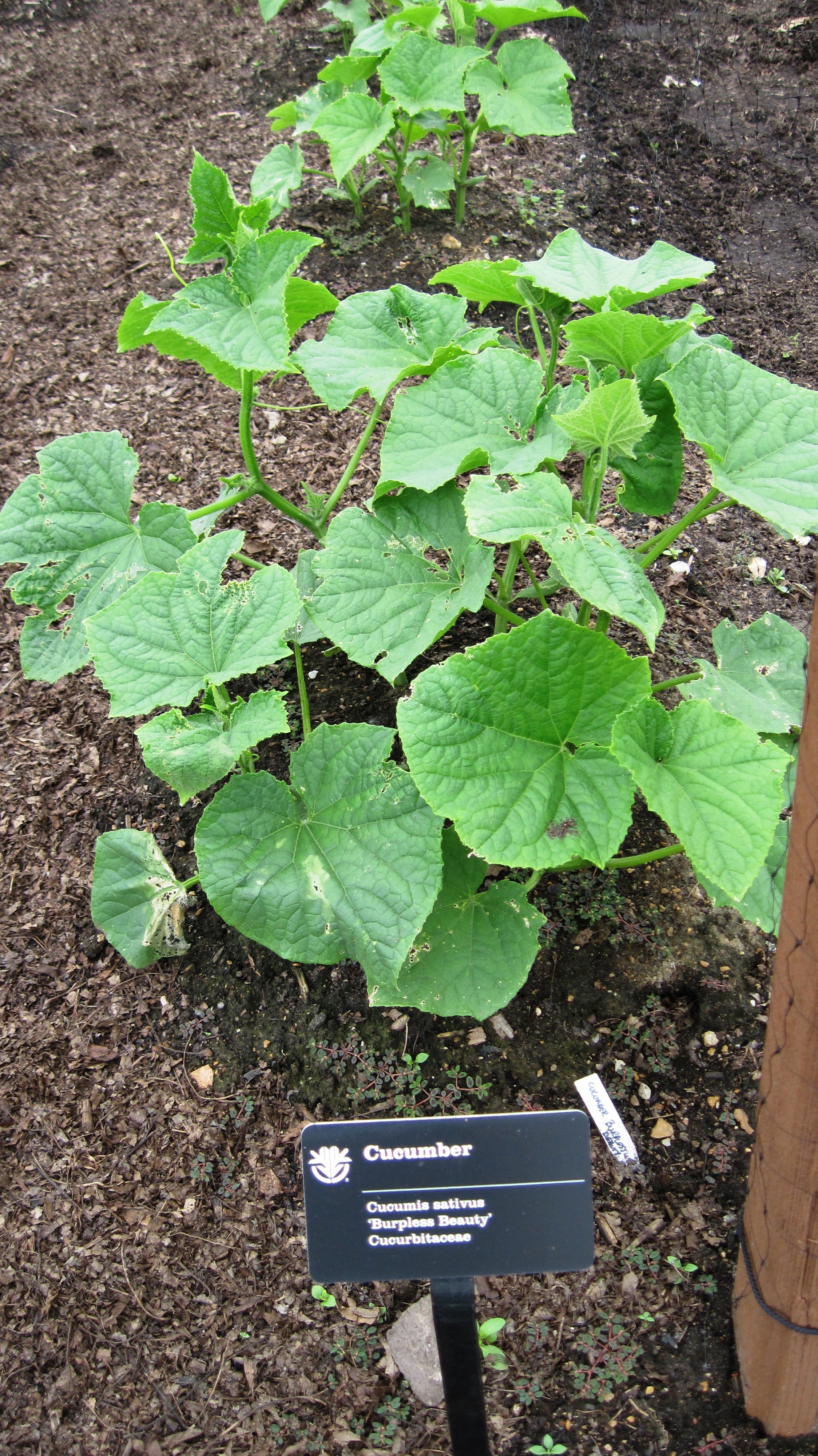 Cucumber foliage