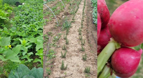 three photos: plants, a row of plants and radishes