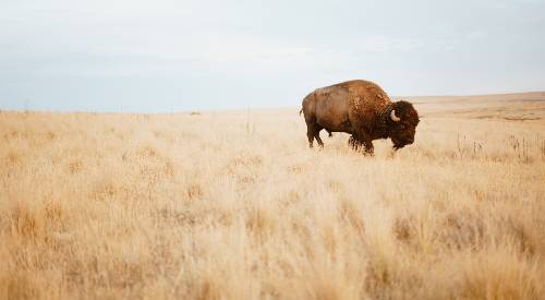 Bison grazing 