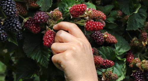 picking blackberries