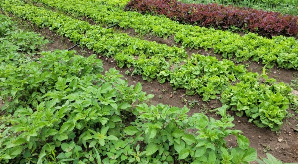 crops in field