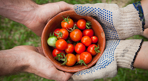 hands holding tomatoes