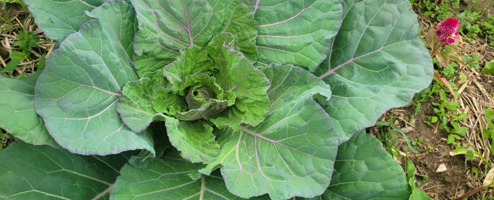 Lettuce