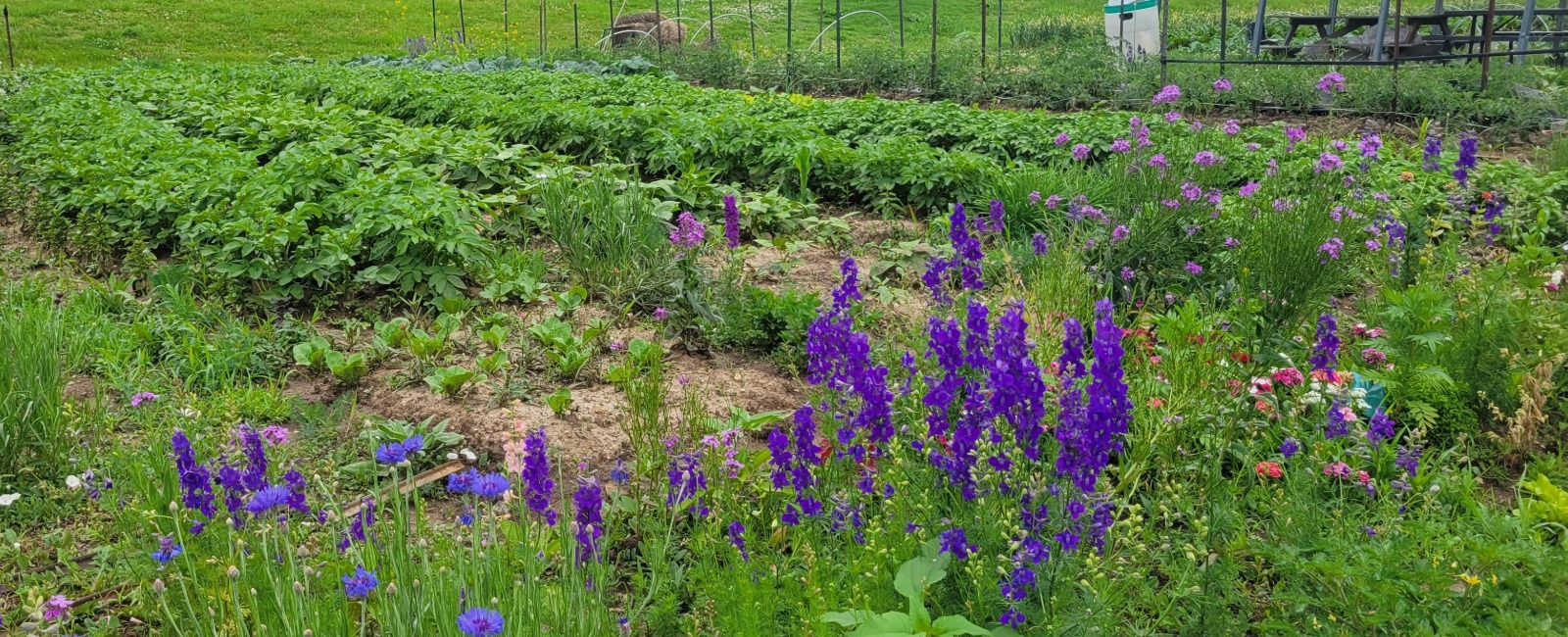 Three photos of plants including carrots, flowers, and leafy greens