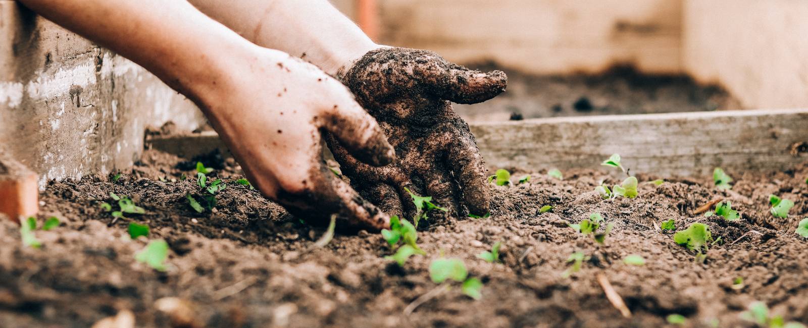 hands planting