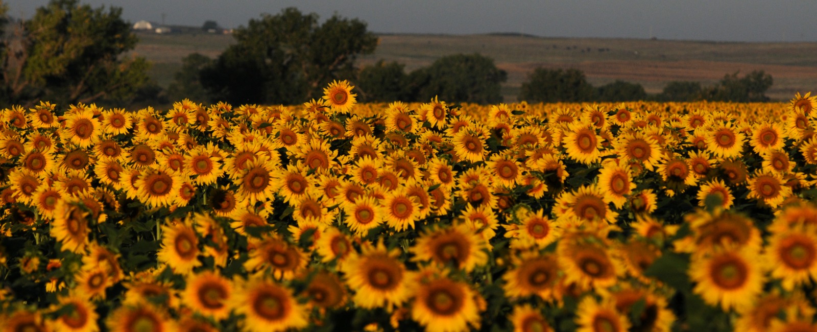 People standing in field with Kansas State University Extension logo to the left