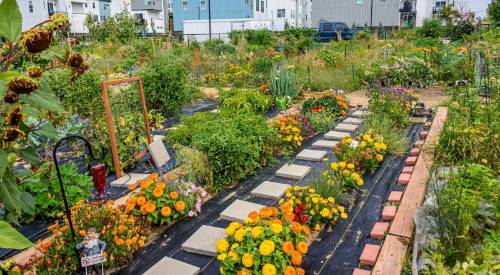 community garden