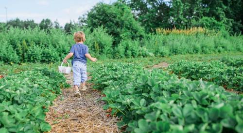 strawberry picking toddler