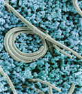 Salmonella