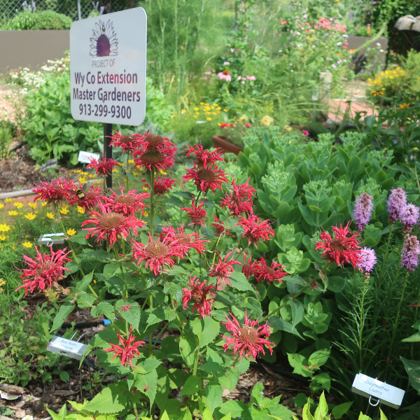 EMG demonstration garden in Wyandotte County