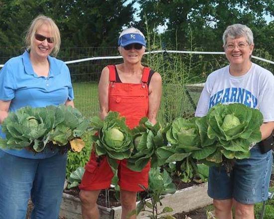 volunteers working in a garden, holding cabbages