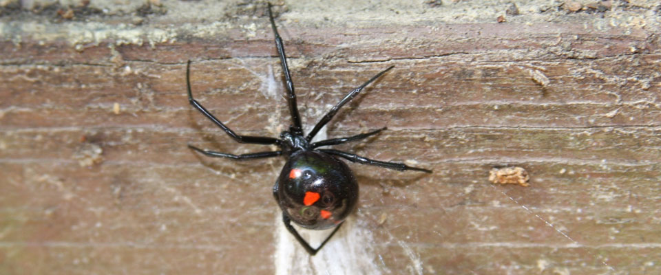 Black widow spider, dorsal view with red hourglass design