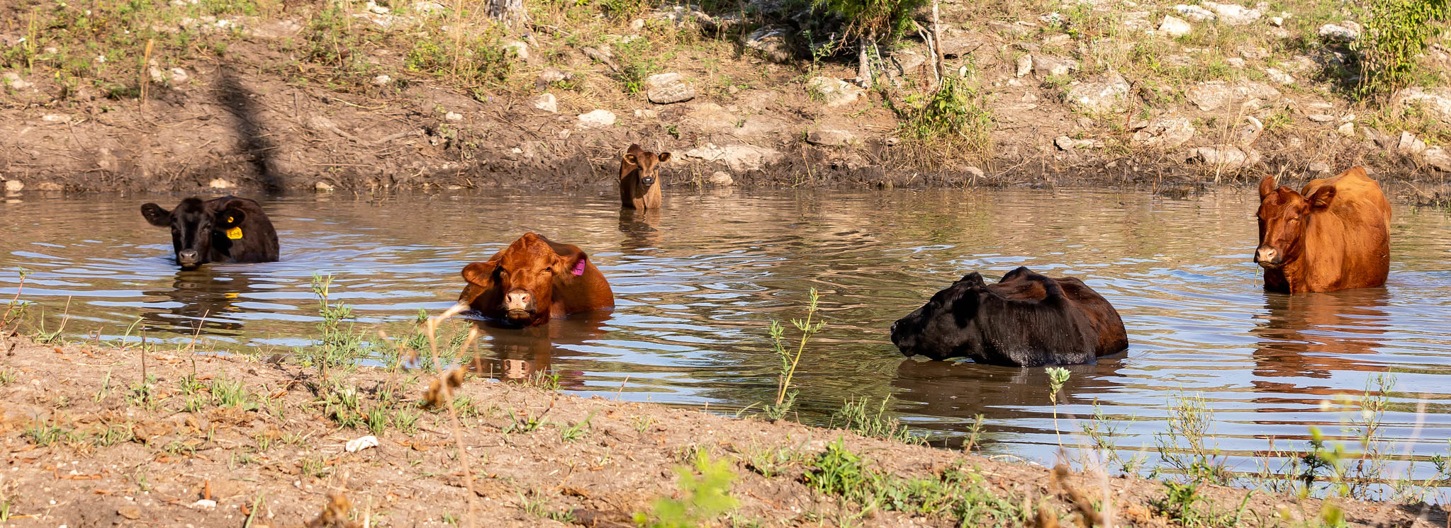 Cattle cooling off in a pond Cattle cooling off in a pond.