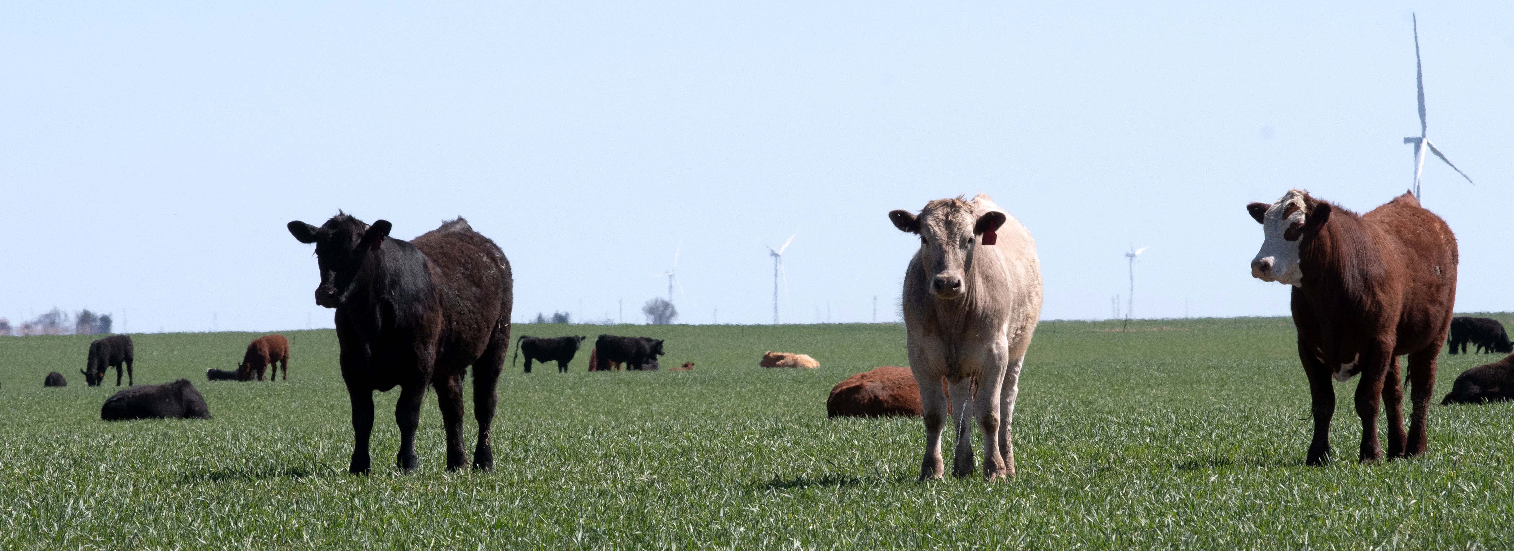 Cattle grazing on wheat field. 