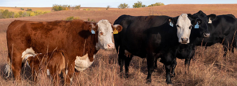 Fall cow-calf pairs on pasture