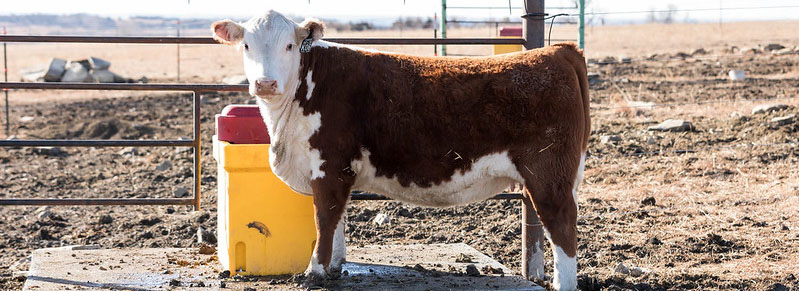 Hereford Yearling Heifer