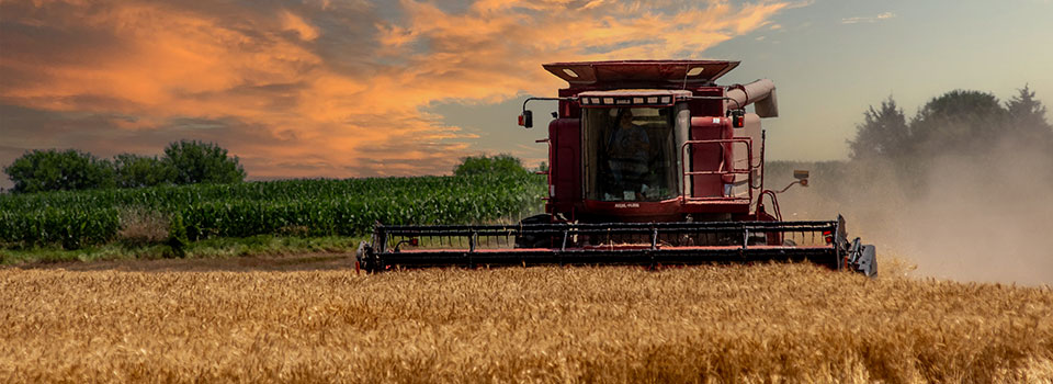 Combine harvesting wheat in a Kansas field with brilliant orange and blue sky at dusk