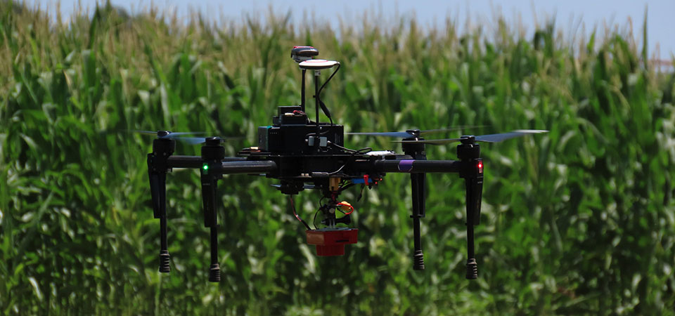 Drone flying feet above a green corn field