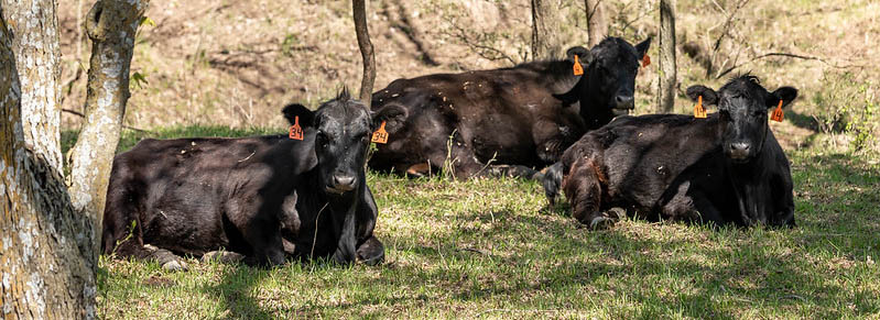 Black cows in shade Black cows in shade