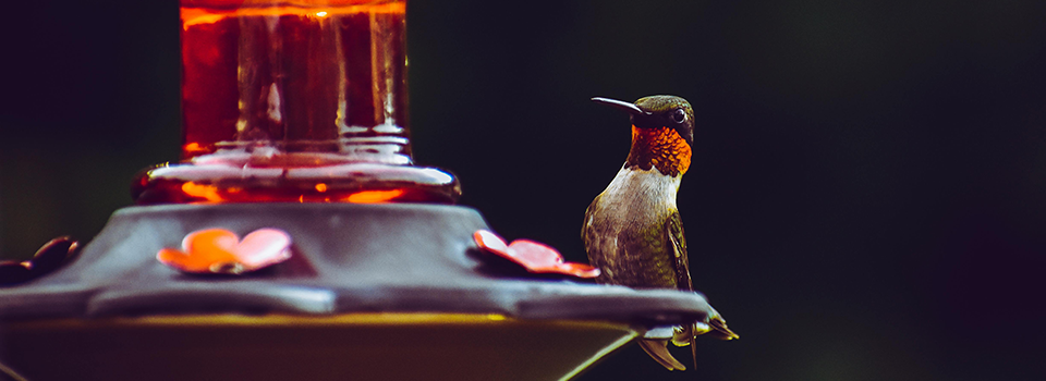 Bird Feeder