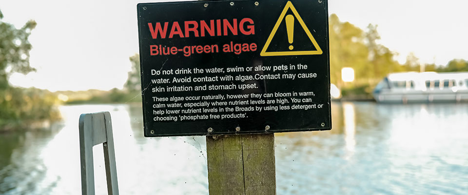 Closeup, warning sign, blue-green algae Closeup, warning sign, blue-green algae