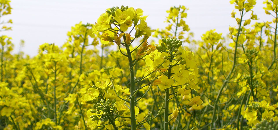 Canola Bloom.