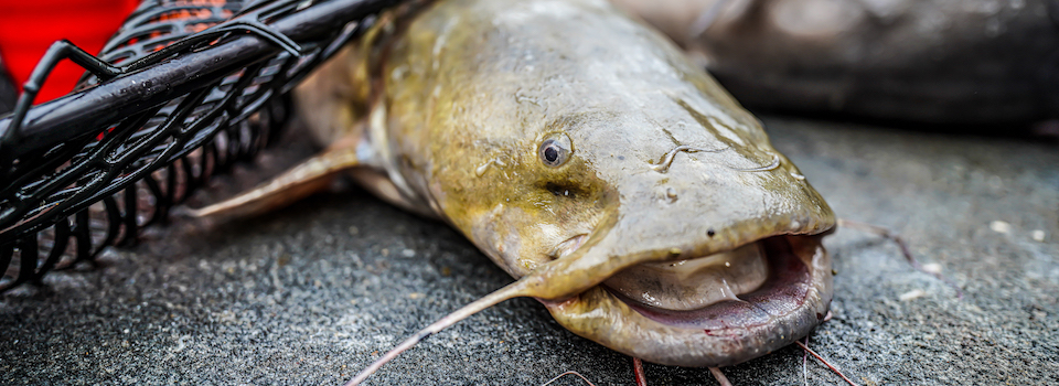 A catfish. A catfish.