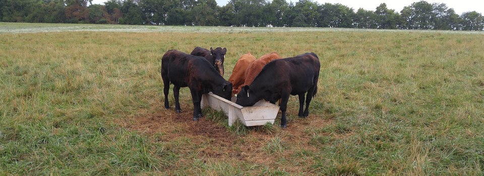 Cattle eating at feed bunk. 