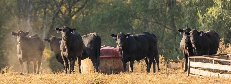Cattle at mineral supplementation 