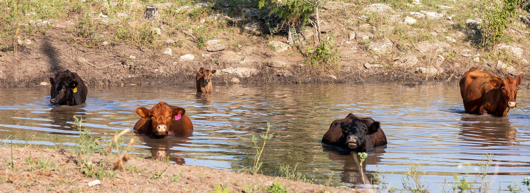 Cattle in Pond