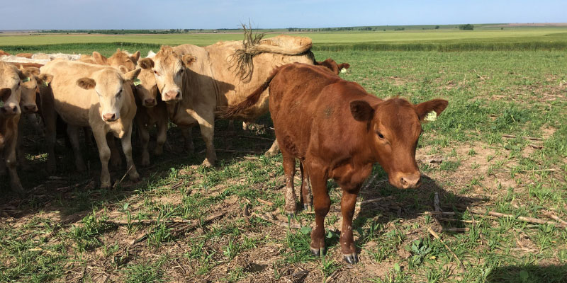 Cattle grazing on cover crops Cattle grazing on cover crops