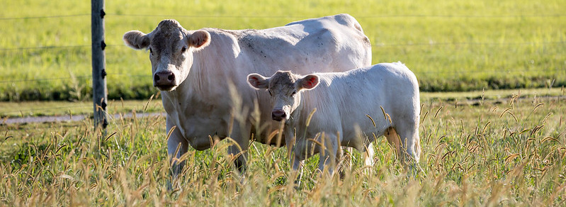 Charolais cow calf pair
