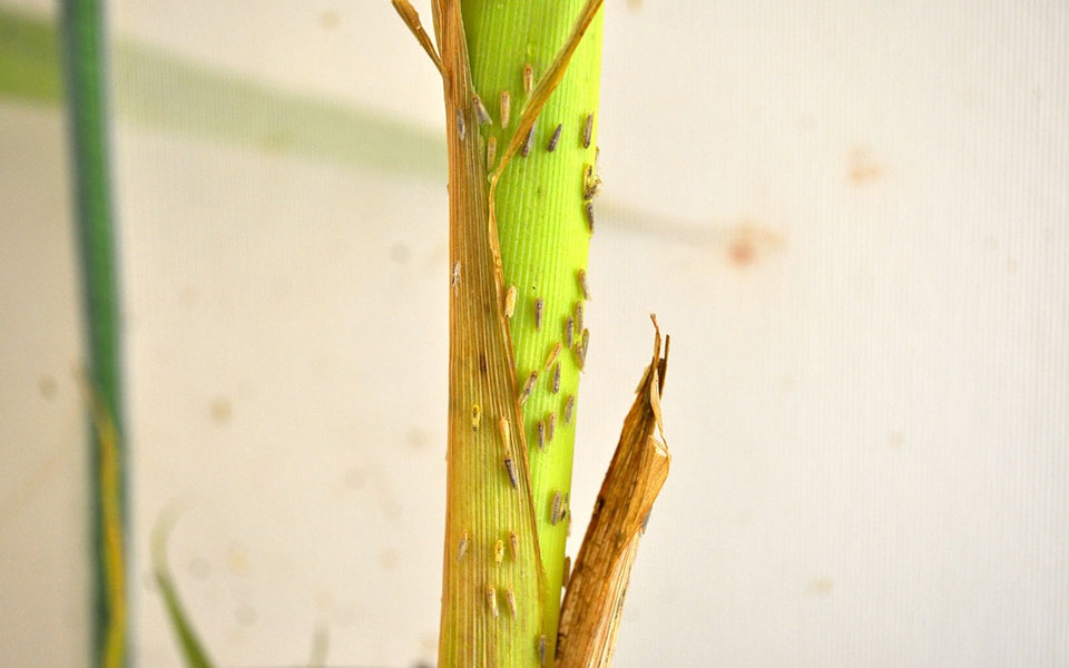 corn stalk with microscopic corn leafhoppers on stalk