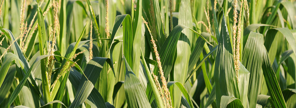 Closeup, maturing corn stalks in Kansas farm field