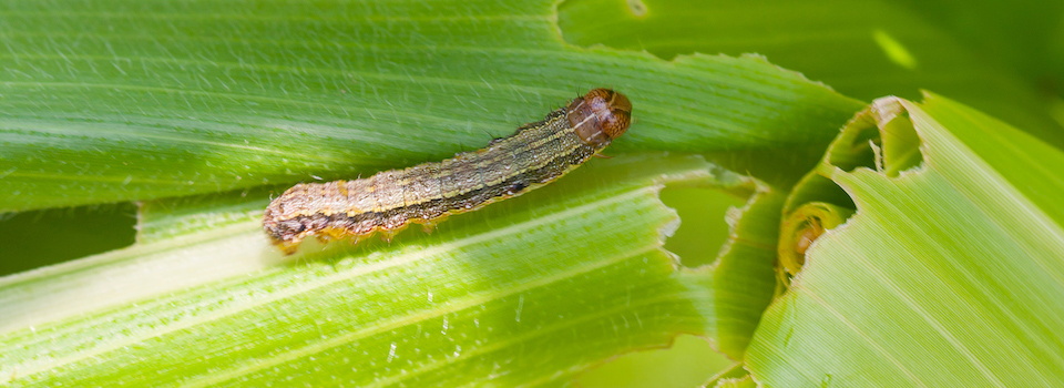 Fall armyworm on corn leaf