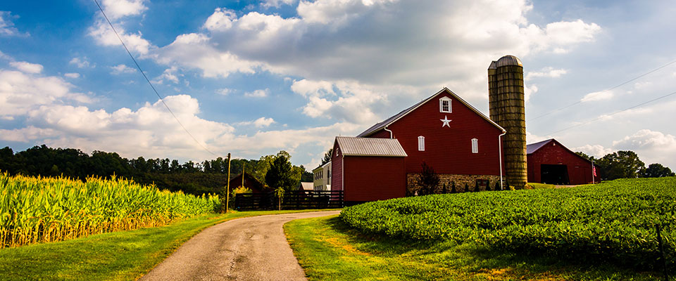 Farm scene, road bordered by crop fields leading to red barn