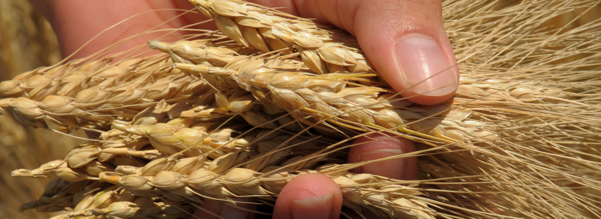 Hand holding mature wheat kernels
