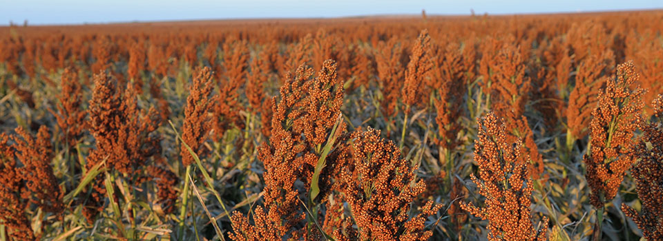 long view of a field of sorghum with bronze heads long view of a field of sorghum with bronze heads
