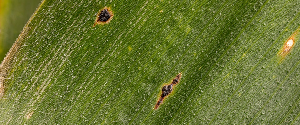 Closeup of two round black spots, on a corn leaf, indicating tar spot on corn