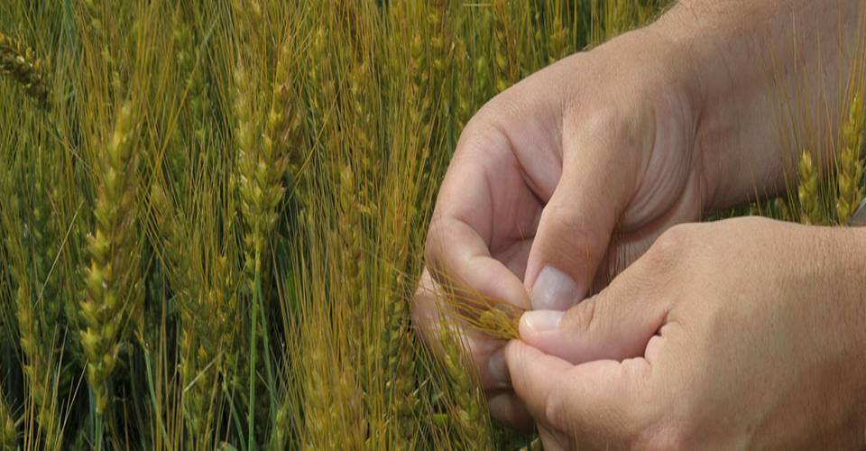 Hands touching wheat