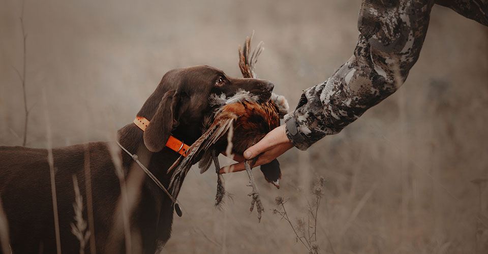 Hunter taking pheasant out of brown dog's mouth
