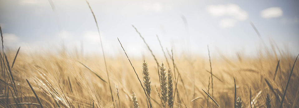 Summer Field Summer Field