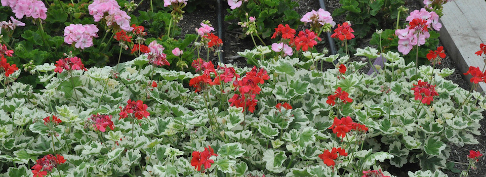 A bed of geraniums. A bed of geraniums.