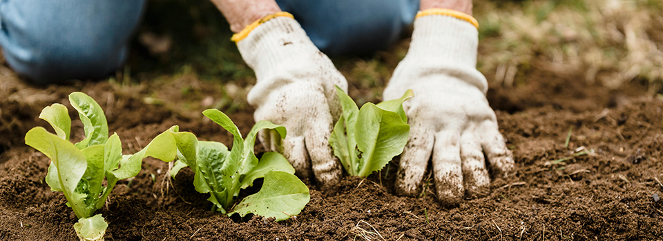 Gardening